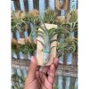 2125. Tillandsia Paucifolia Red X