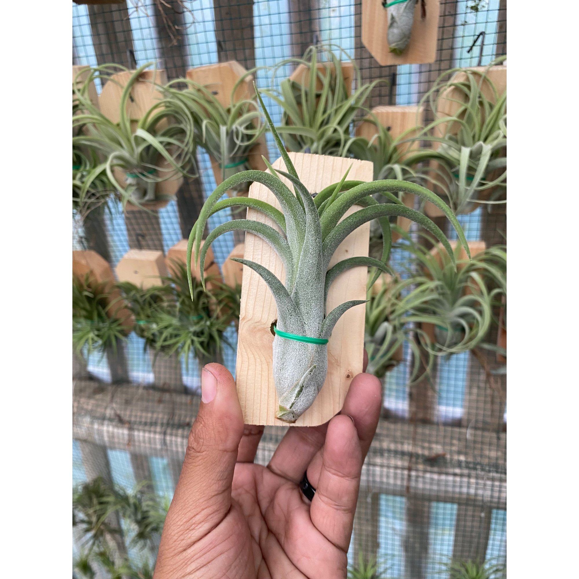 2125. Tillandsia Paucifolia Red X