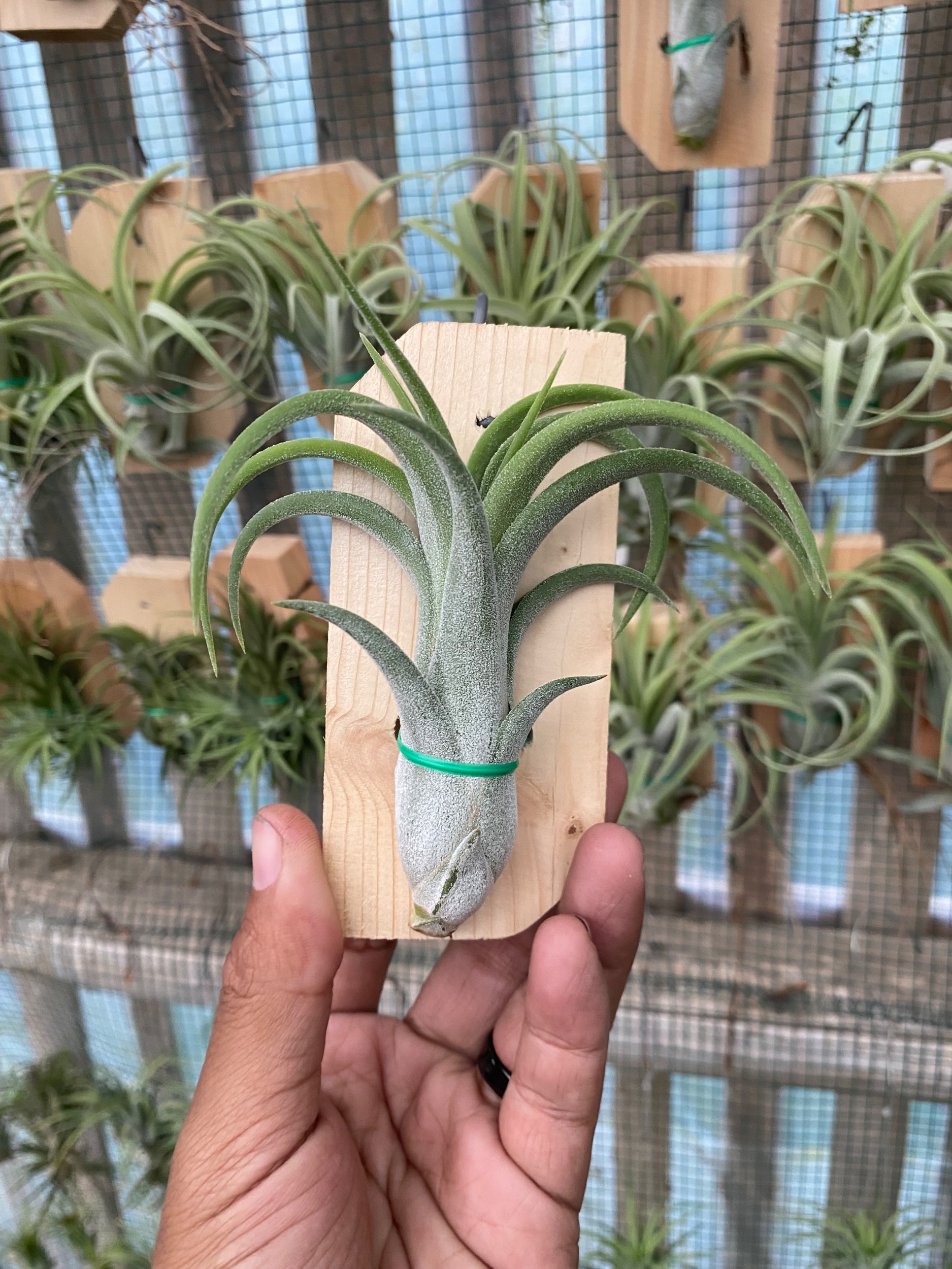 2125. Tillandsia Paucifolia Red X - Image 2