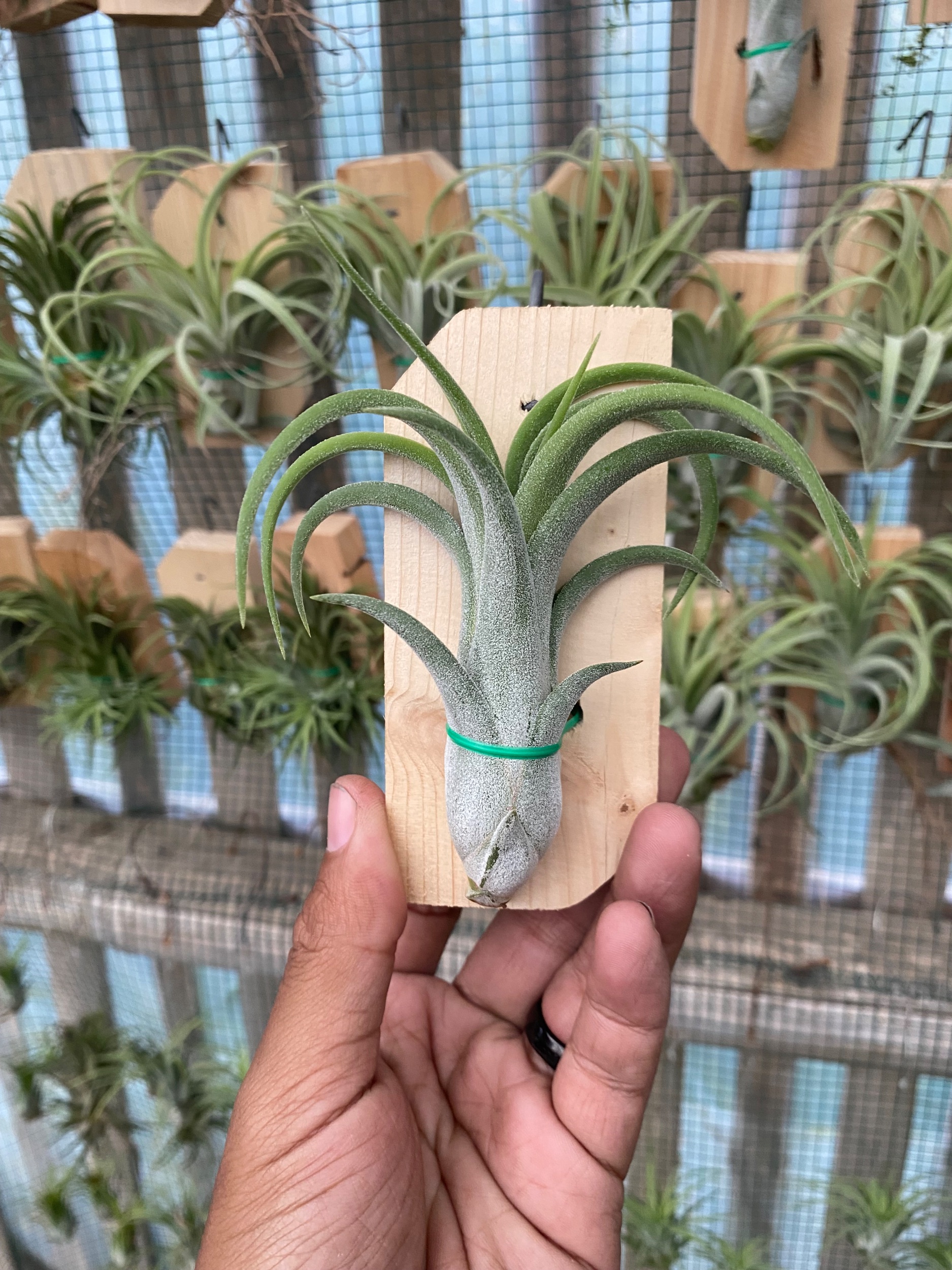 2125. Tillandsia Paucifolia Red X - Image 3