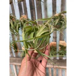 2124. Tillandsia Streptophylla