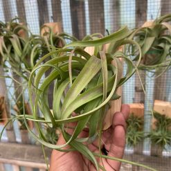 Alternative view of 2124. Tillandsia Streptophylla
