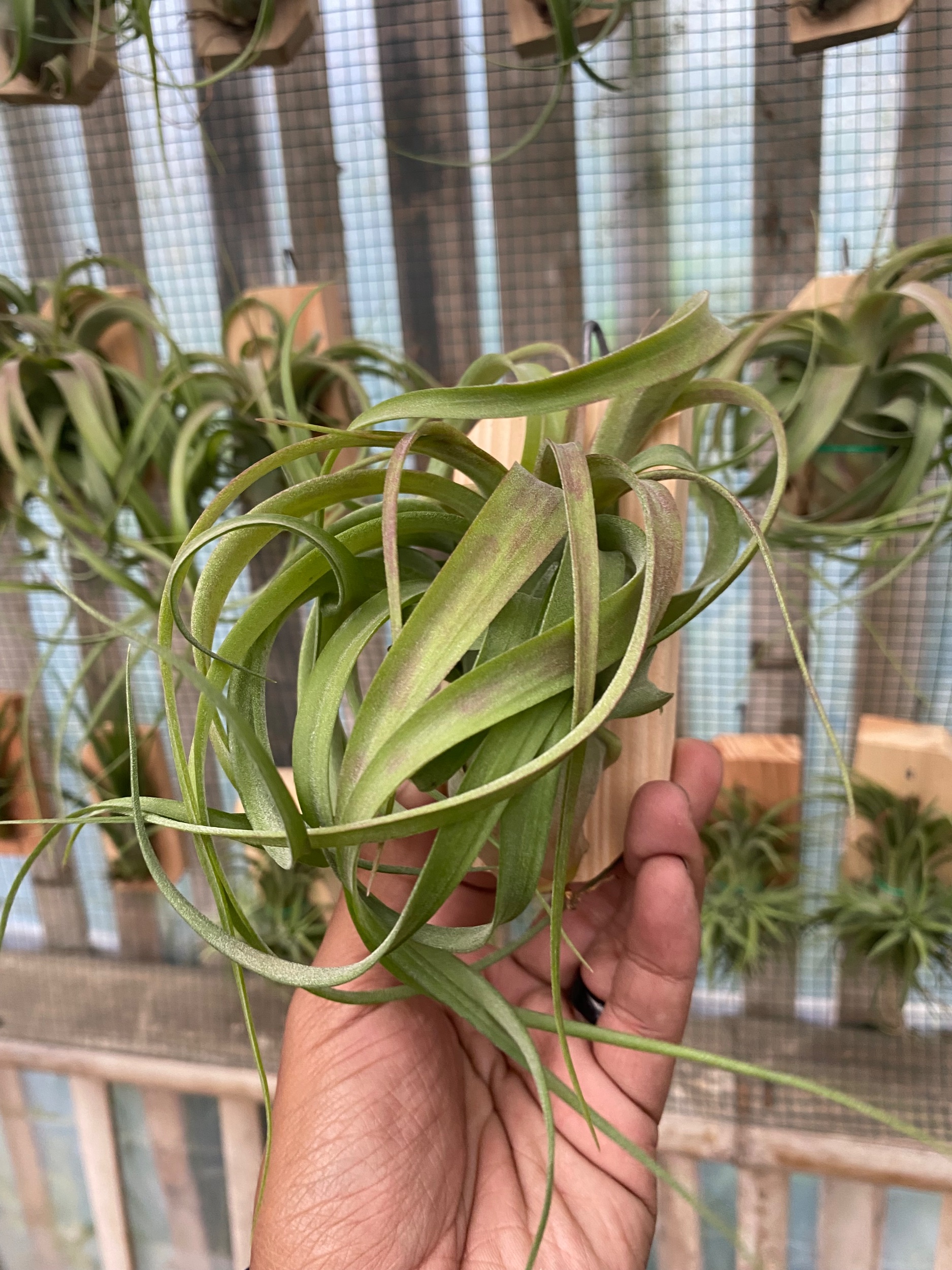 2124. Tillandsia Streptophylla - Image 2