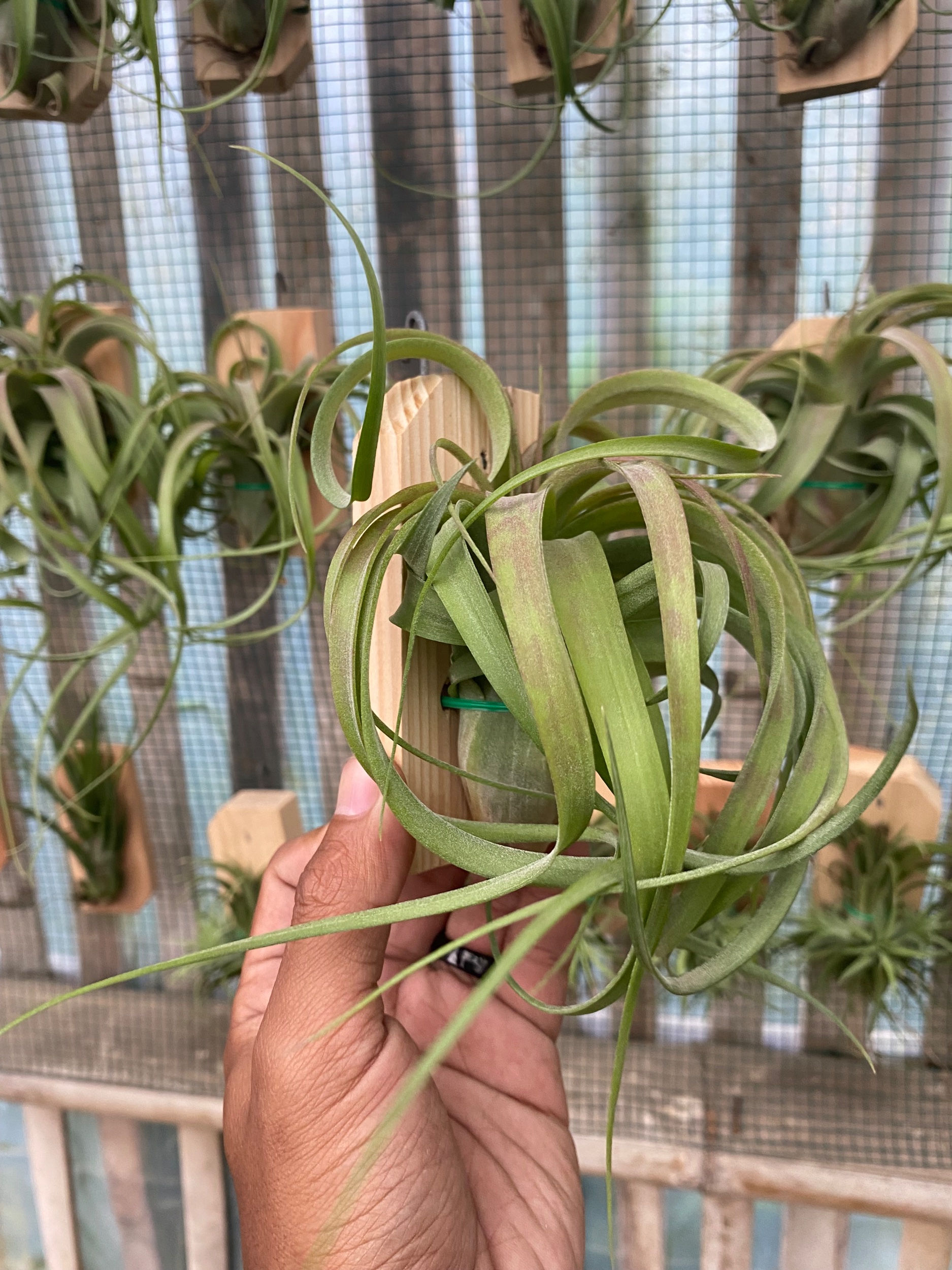 2124. Tillandsia Streptophylla - Image 3