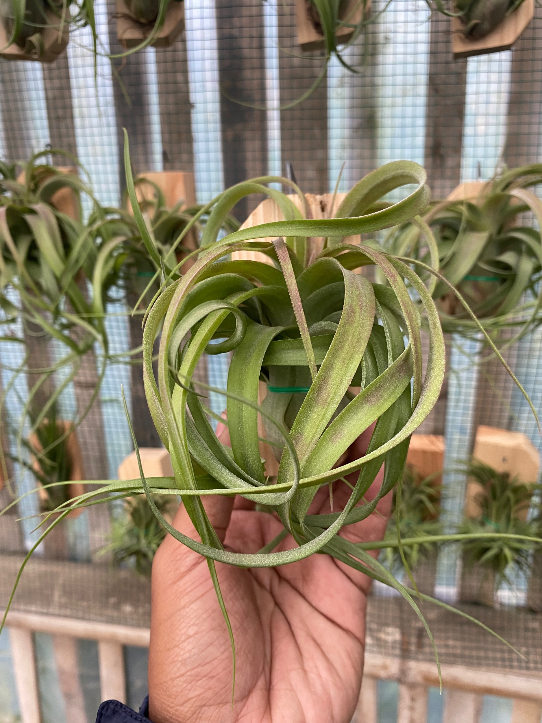 2124. Tillandsia Streptophylla - Image 4