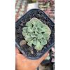 1788. Titanopsis Calcarea size 8 cm