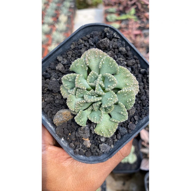 1788. Titanopsis Calcarea size 8 cm