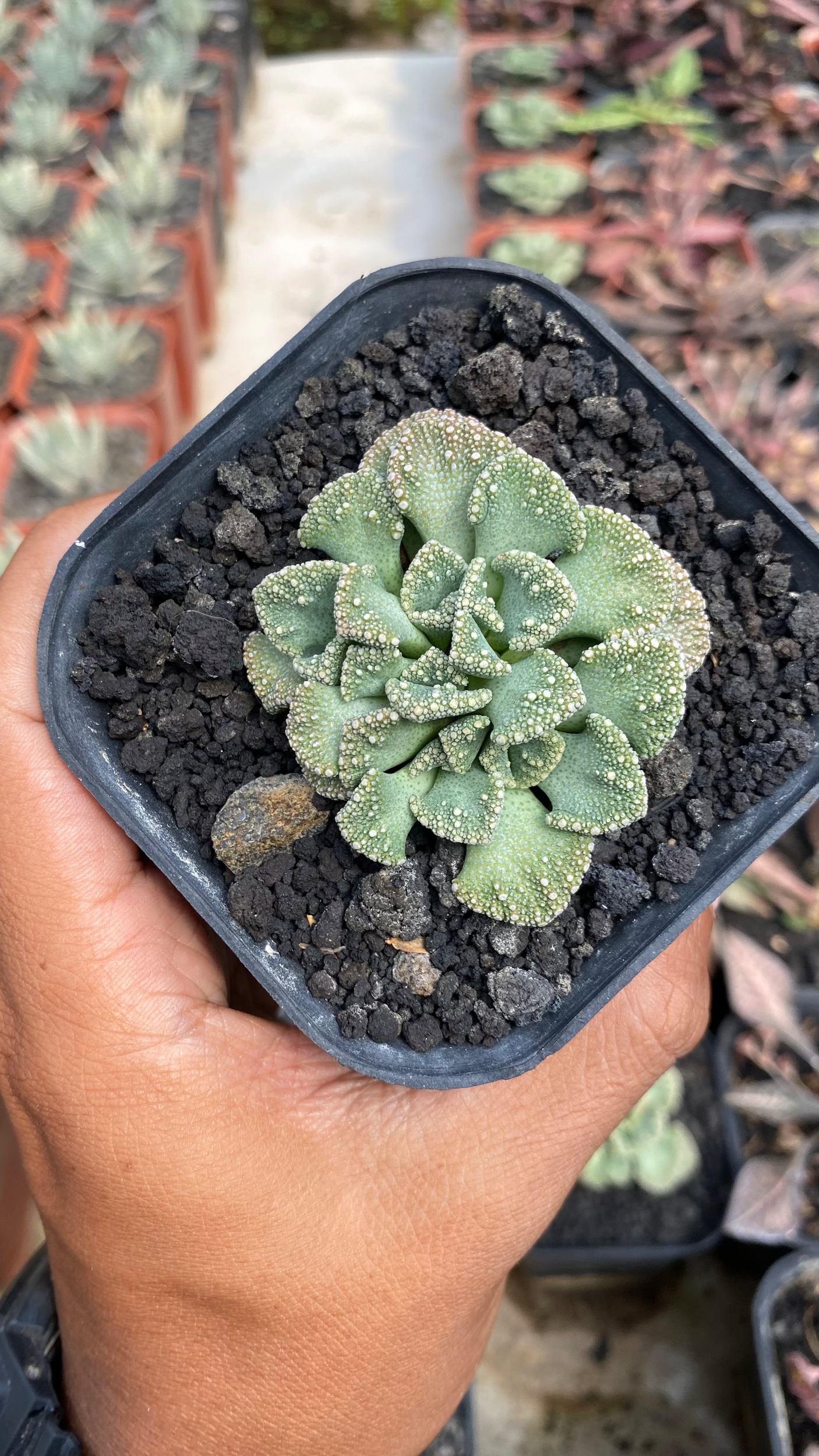 1788. Titanopsis Calcarea size 8 cm - Image 2