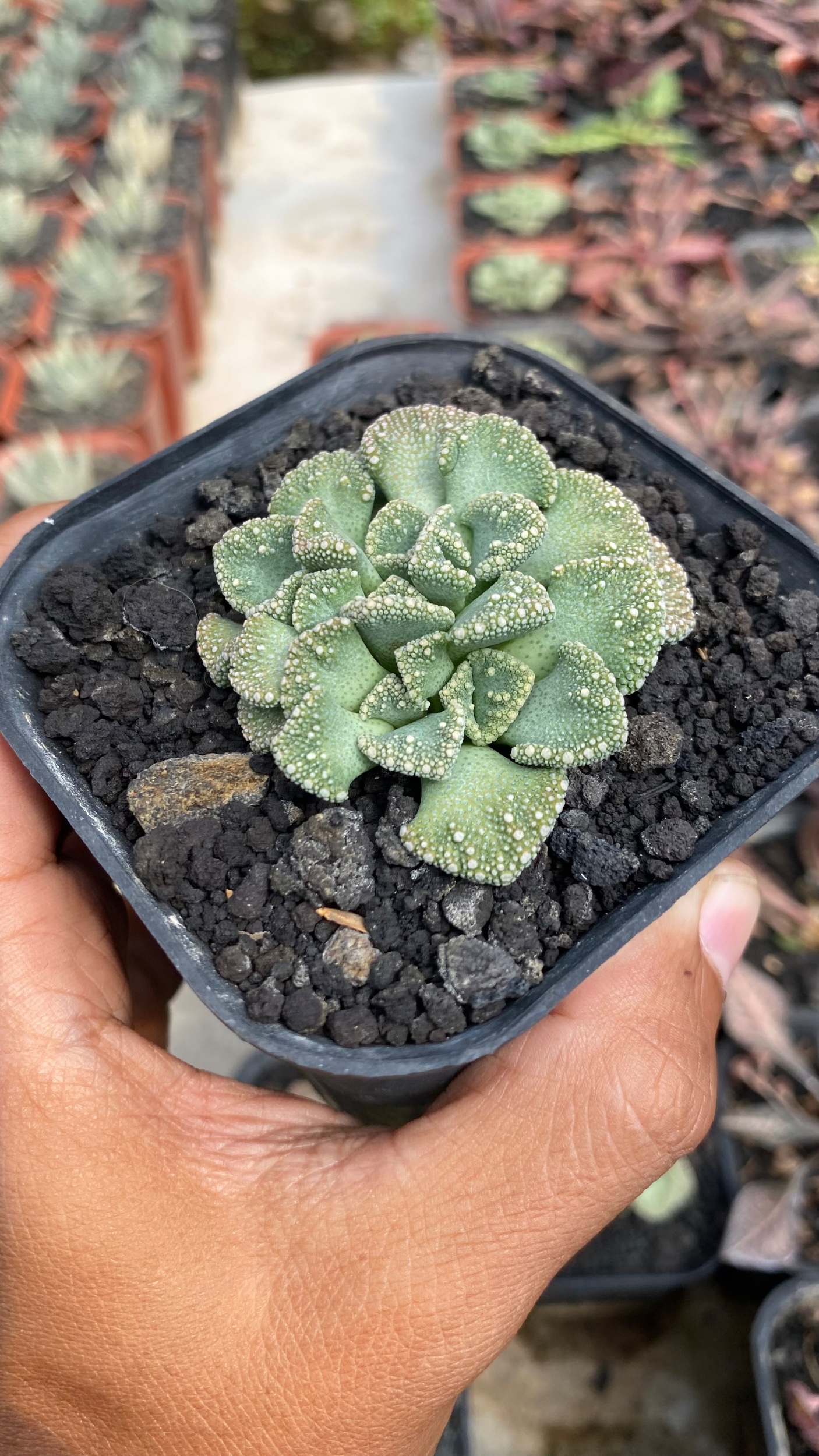 1788. Titanopsis Calcarea size 8 cm - Image 3