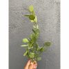 440. Xerosicyos Danguyi 'Silver Dollar Vine'