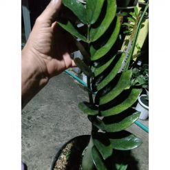 1810. Zamia Black Raven