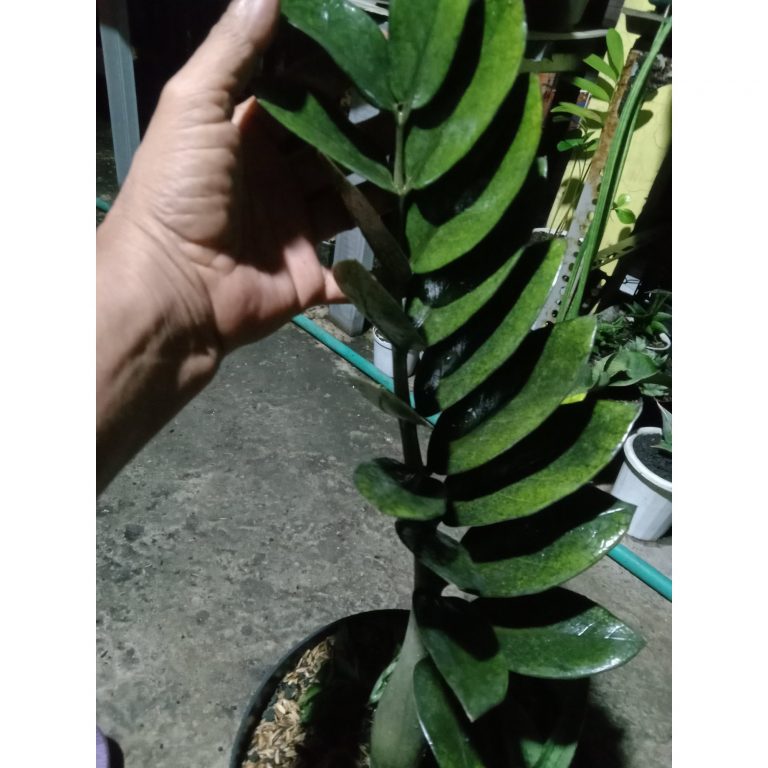 1810. Zamia Black Raven