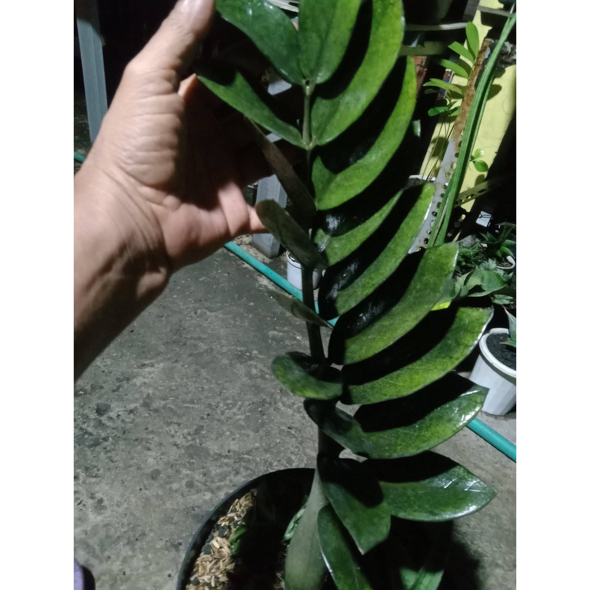 1810. Zamia Black Raven