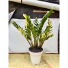 1986. Zamioculcas Variegated Big Size 1 Plants Cluster 11 Leaf