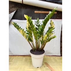 1986. Zamioculcas Variegated Big Size 1 Plants Cluster 11 Leaf
