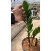 1655. Zamioculcas Zamiifolia Green