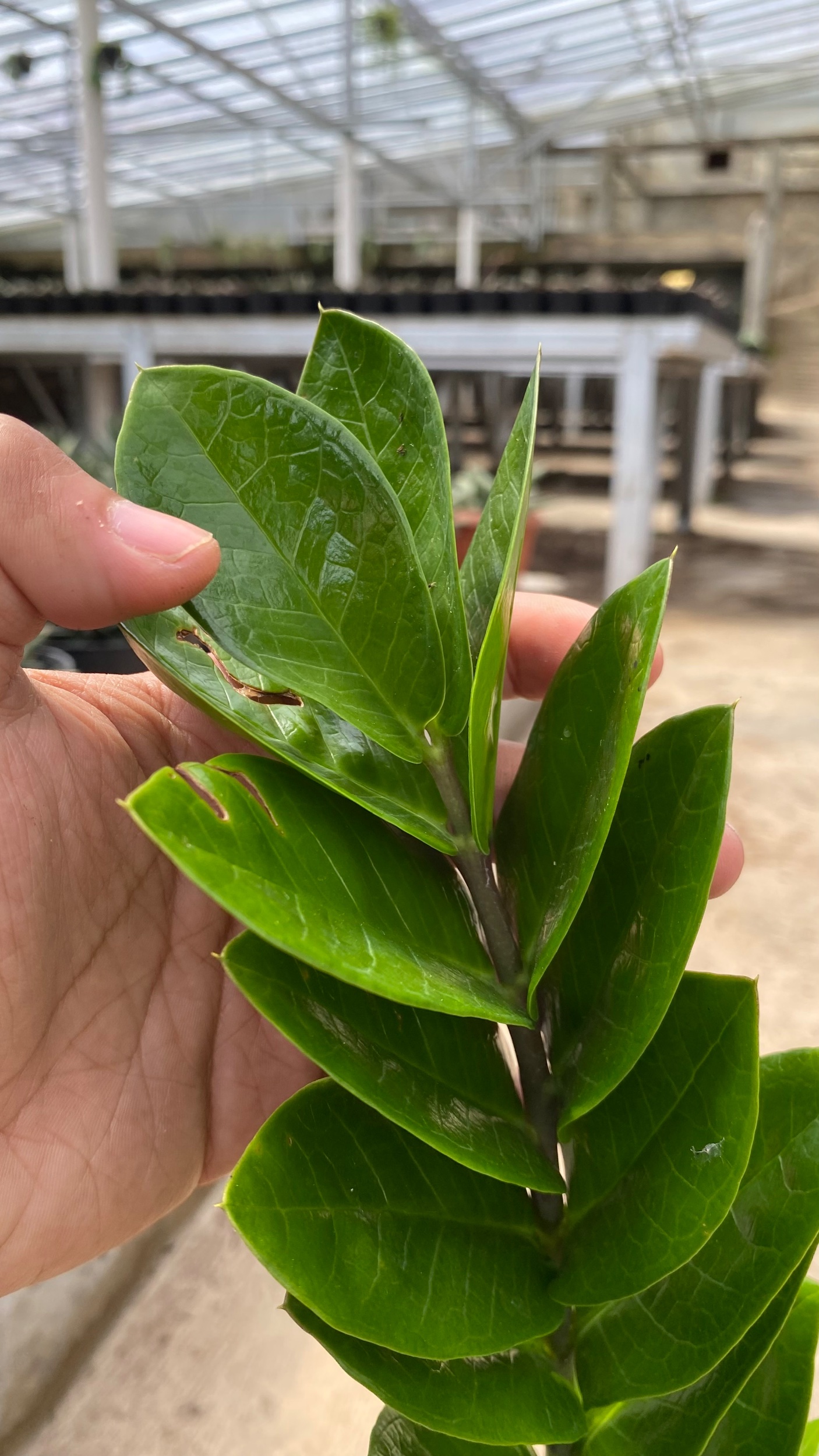 1655. Zamioculcas Zamiifolia Green - Image 2