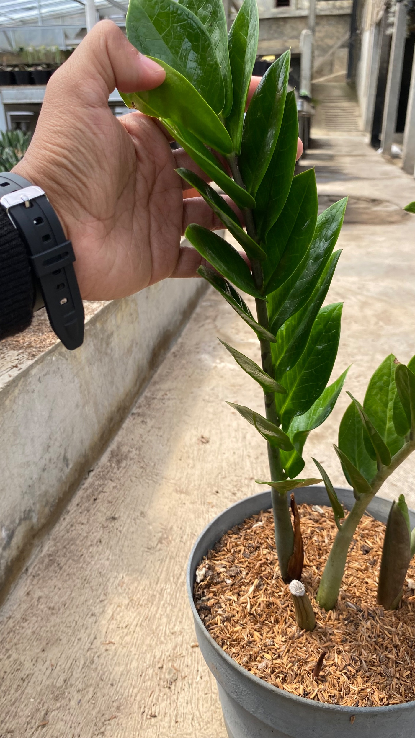 1655. Zamioculcas Zamiifolia Green - Image 3