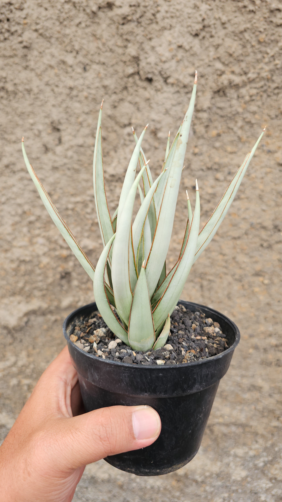 1266. Sansevieria Swan Dancer - Image 3