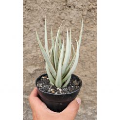 1266. Sansevieria Swan Dancer
