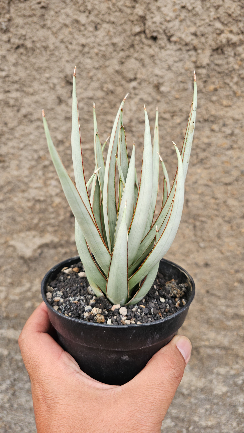 1266. Sansevieria Swan Dancer - Image 4