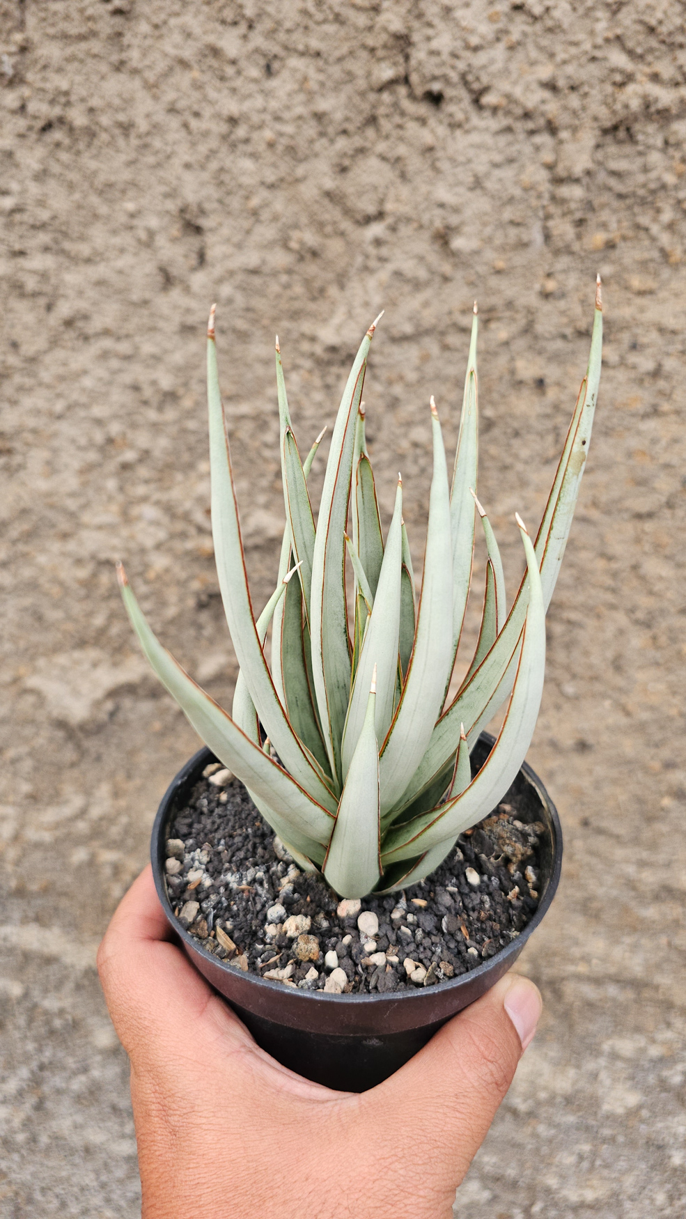 1266. Sansevieria Swan Dancer - Image 5