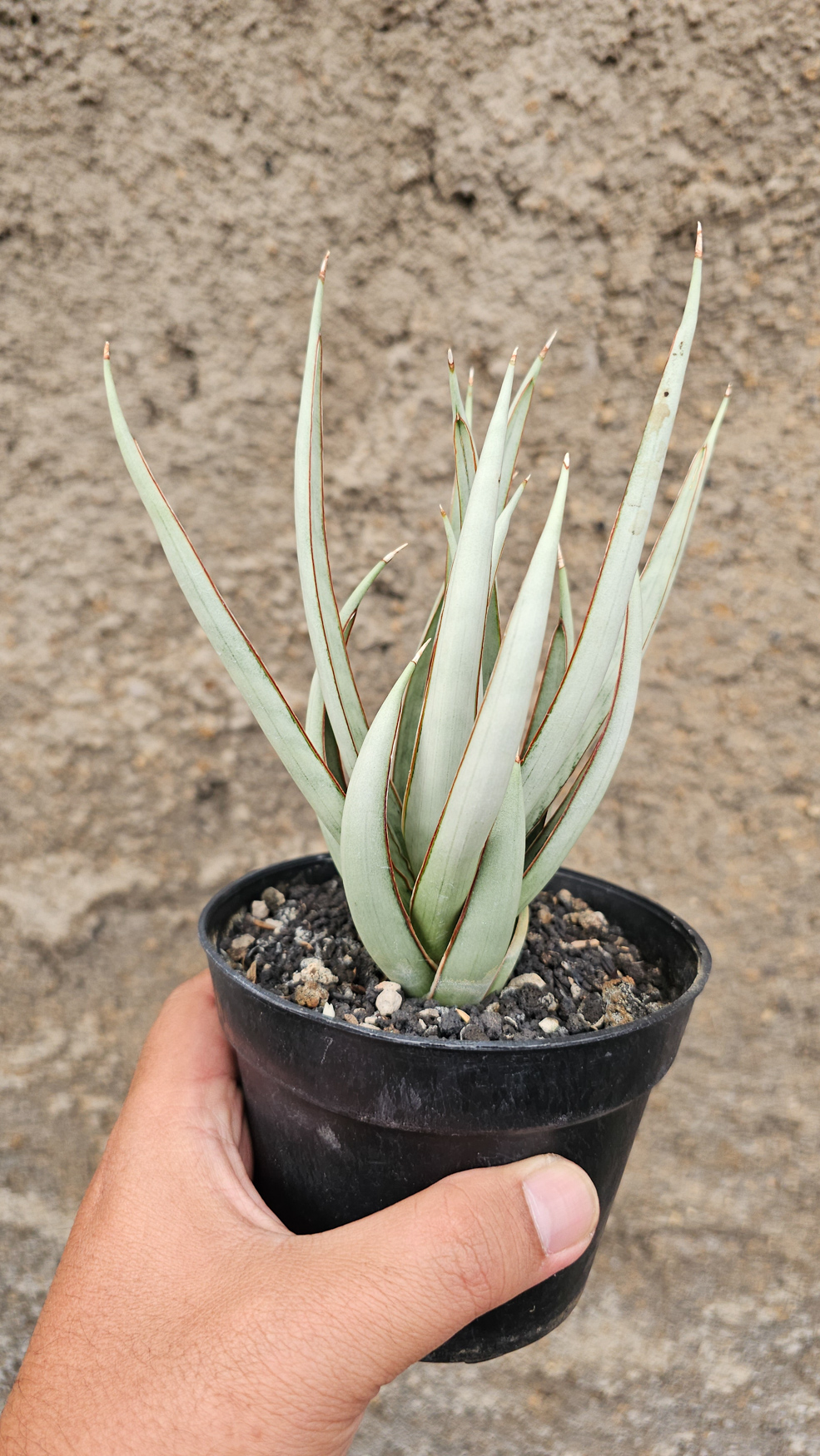 1266. Sansevieria Swan Dancer - Image 2