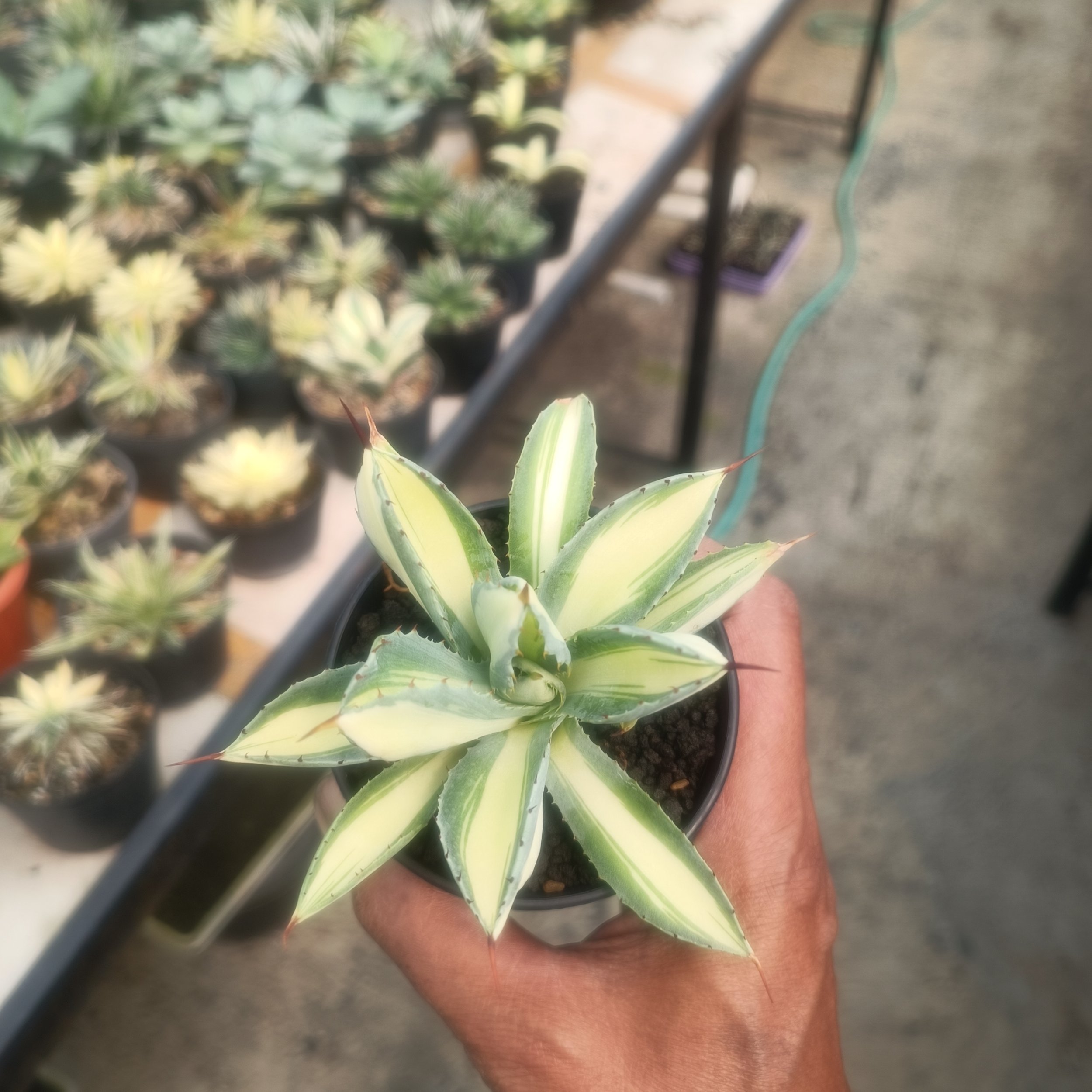 2446. Agave Cubic Mediopicta size 14 cm - Image 2