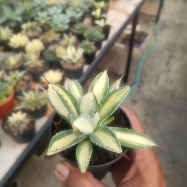 2446. Agave Cubic Mediopicta size 14 cm