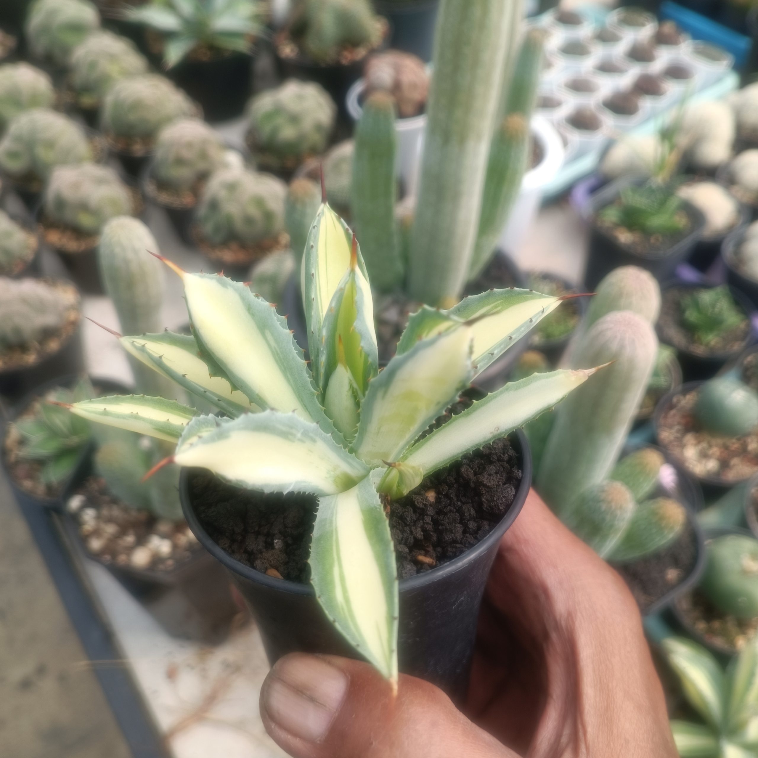 2446. Agave Cubic Mediopicta size 14 cm - Image 3