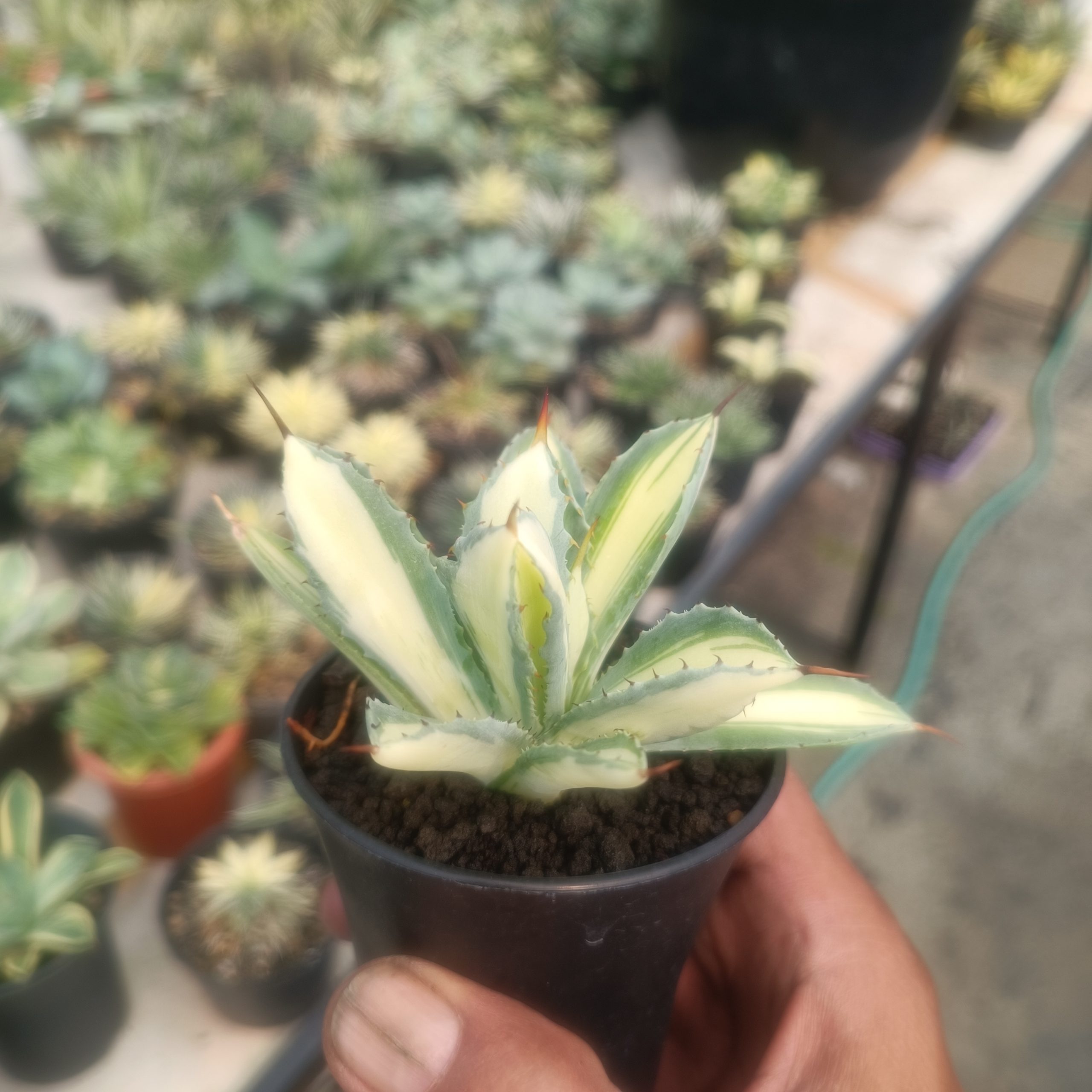 2446. Agave Cubic Mediopicta size 14 cm - Image 4