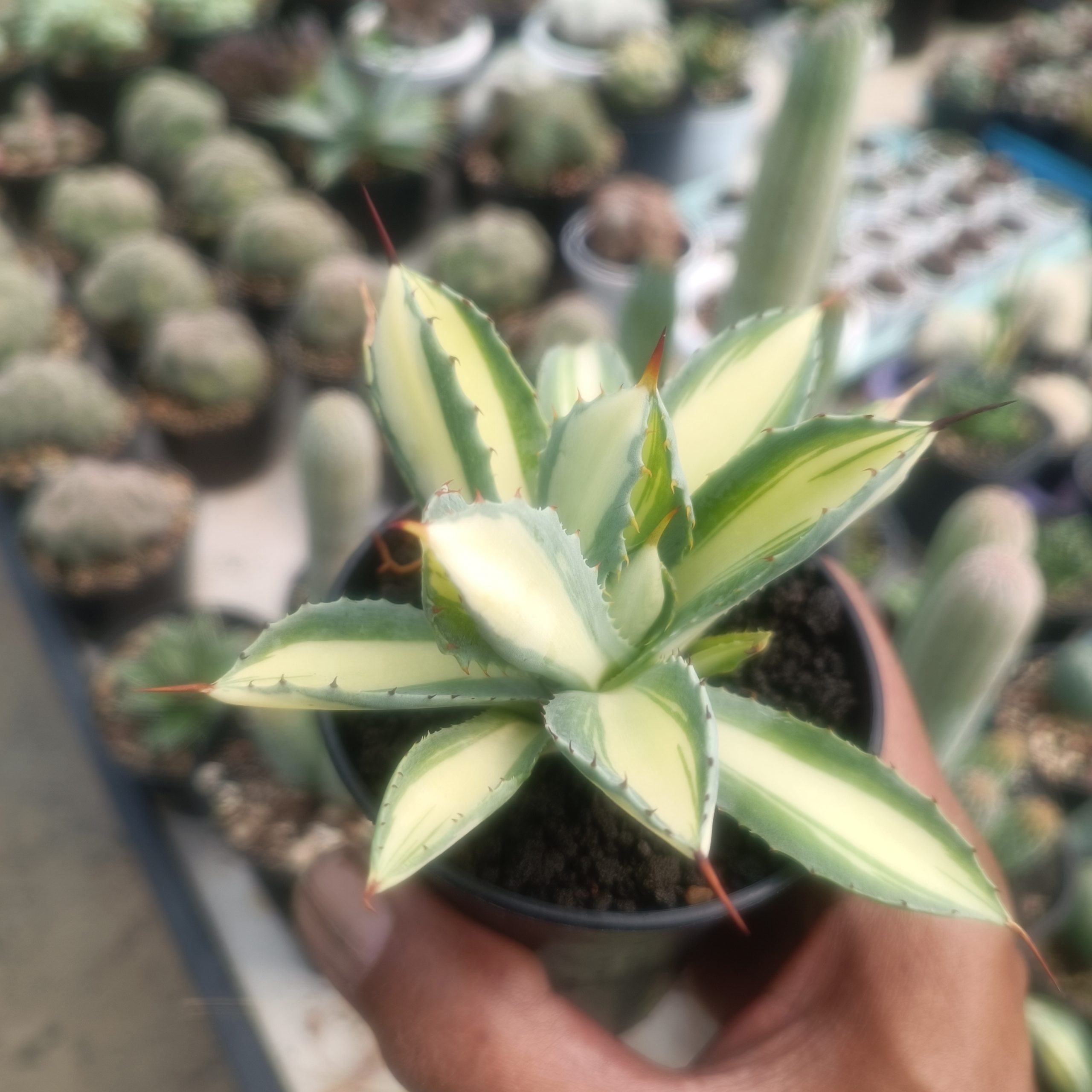 2419. Agave Cubic Mediopicta size 14 cm - Image 6