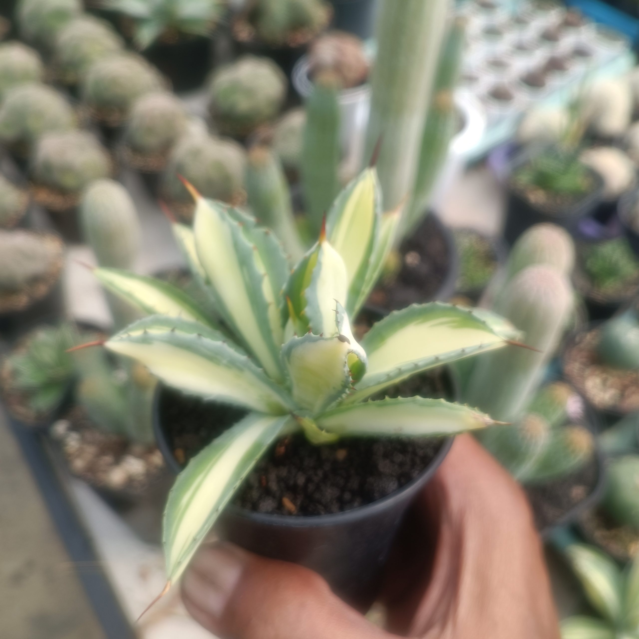 2419. Agave Cubic Mediopicta size 14 cm - Image 7