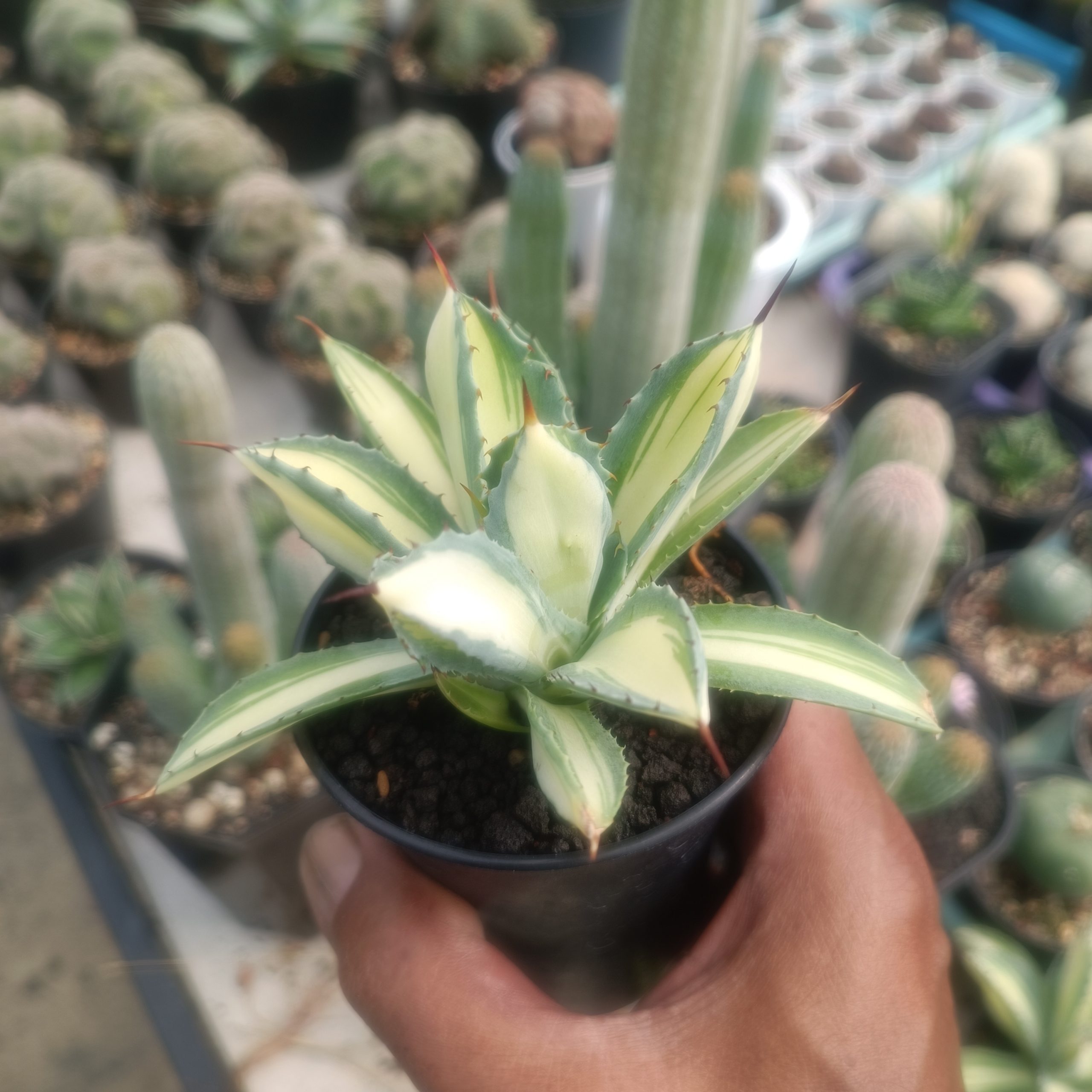 2419. Agave Cubic Mediopicta size 14 cm - Image 8