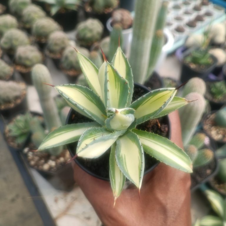 2419. Agave Cubic Mediopicta size 14 cm