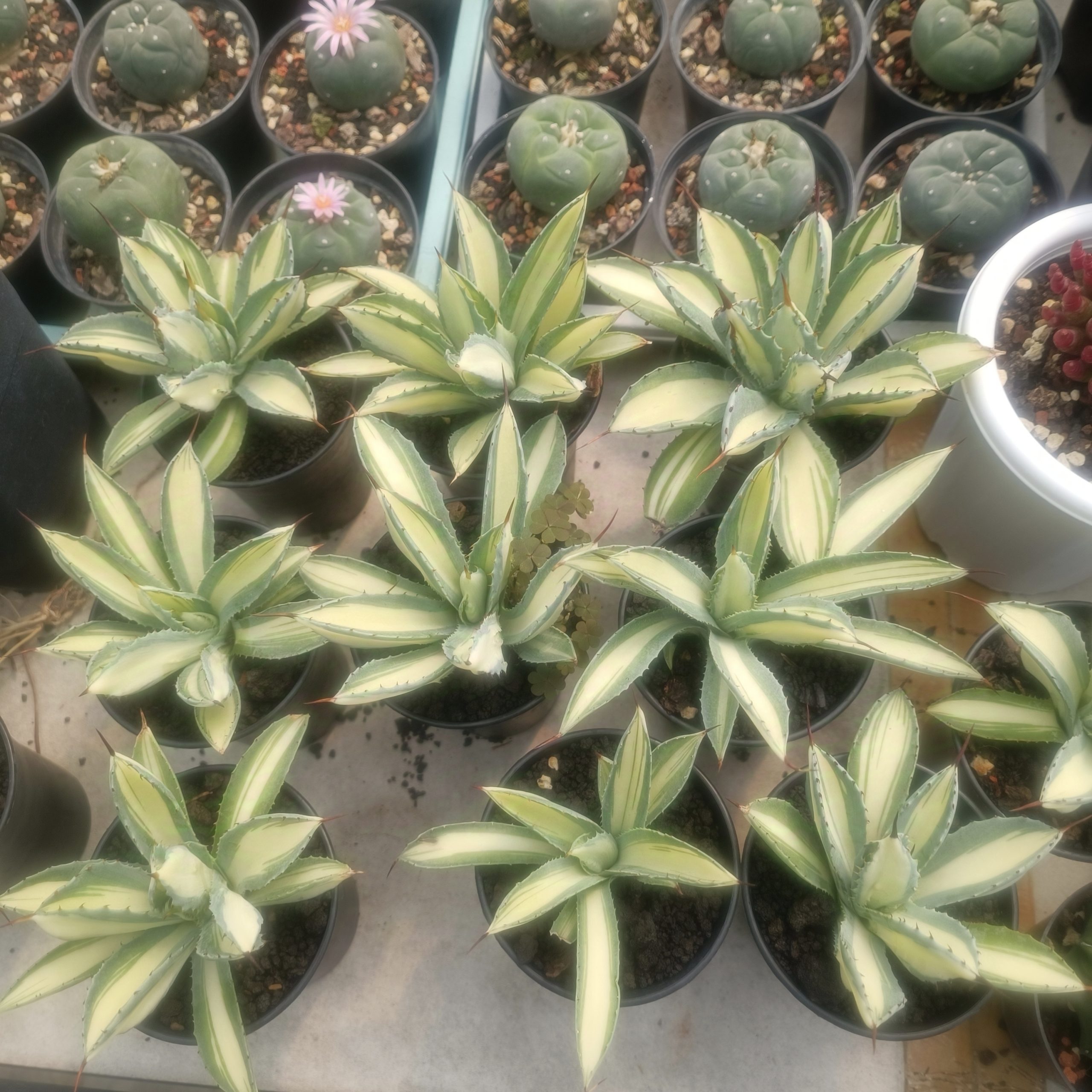 2419. Agave Cubic Mediopicta size 14 cm - Image 9