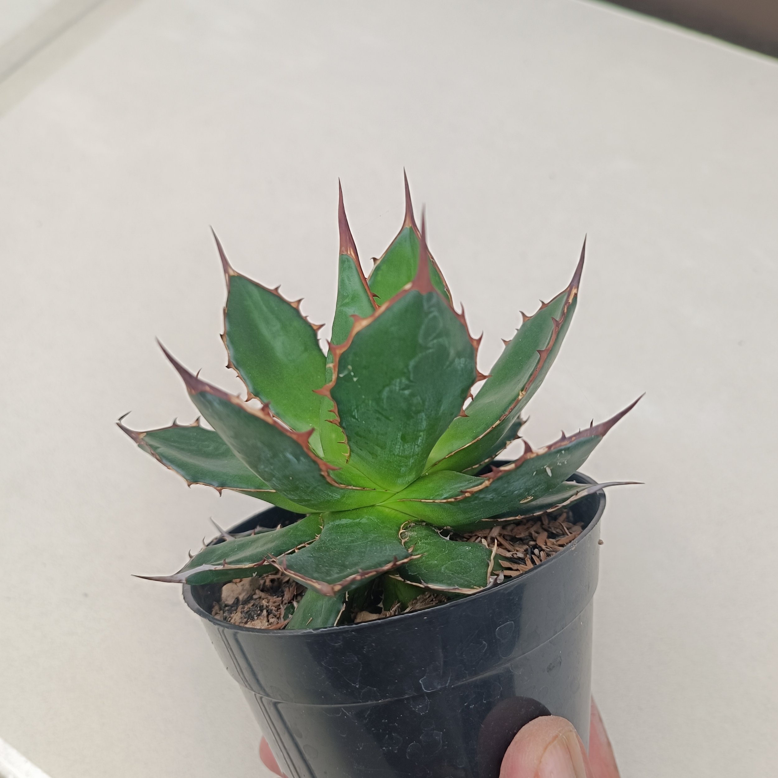 2435. Agave Horida size 13 cm - Image 2