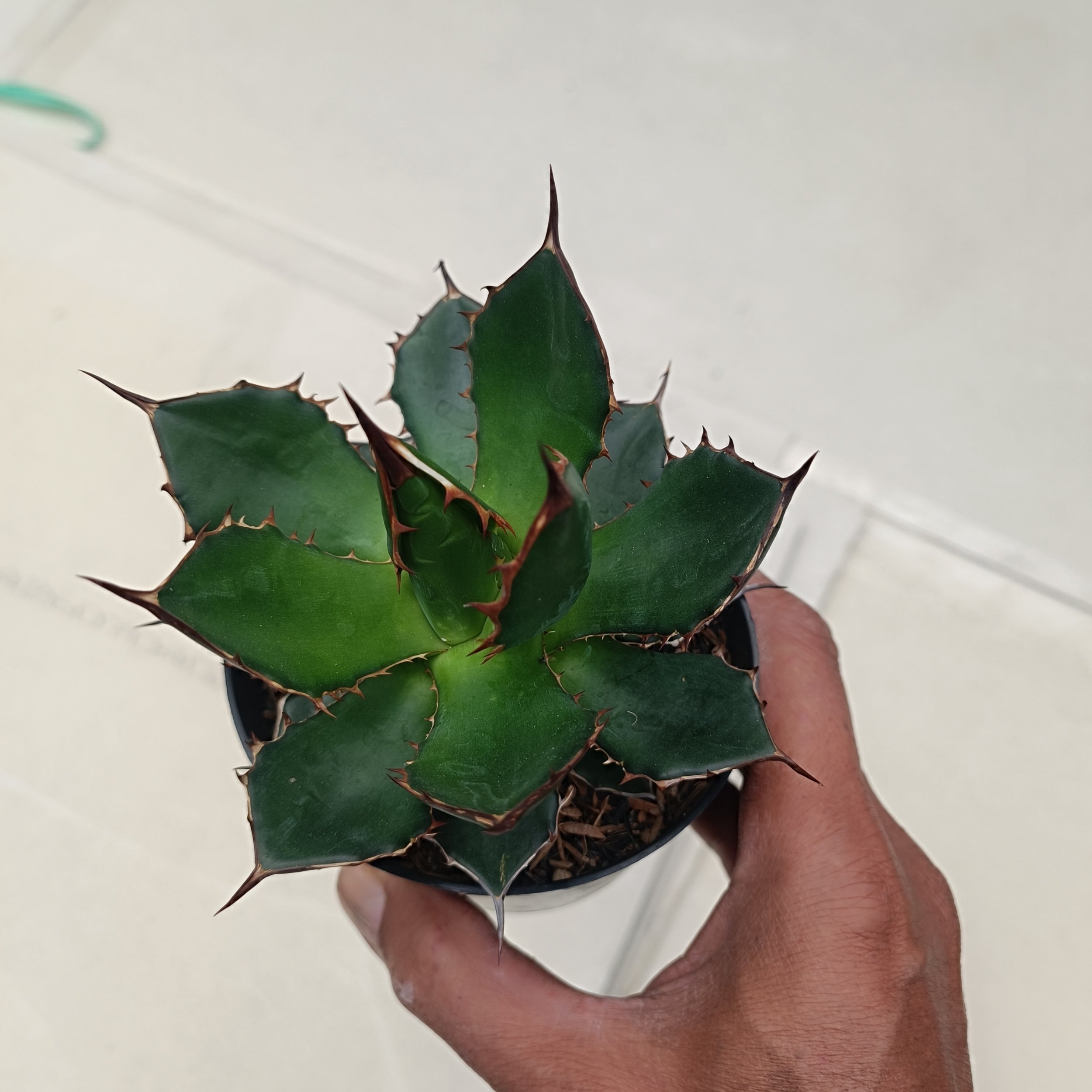 2435. Agave Horida size 13 cm - Image 3
