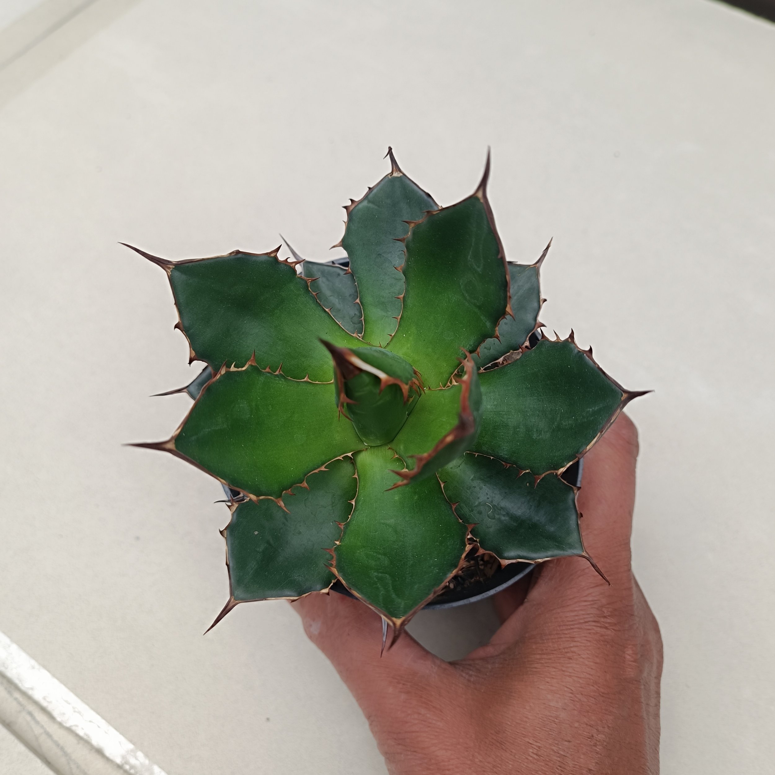 2435. Agave Horida size 13 cm - Image 4