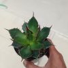 2435. Agave Horida size 13 cm
