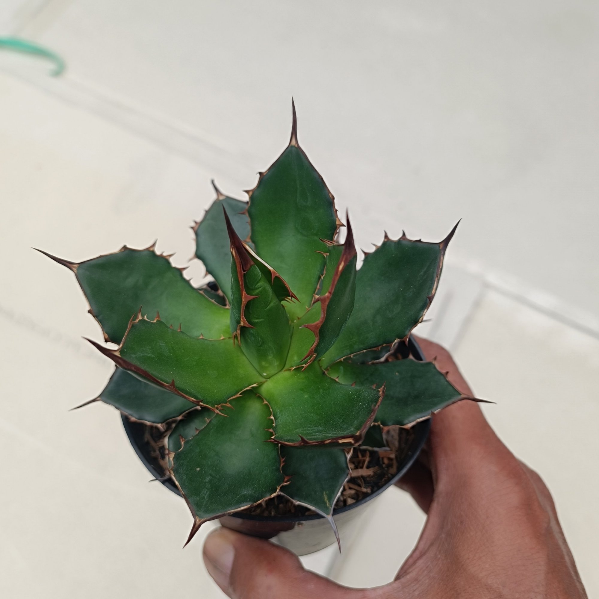 2435. Agave Horida size 13 cm
