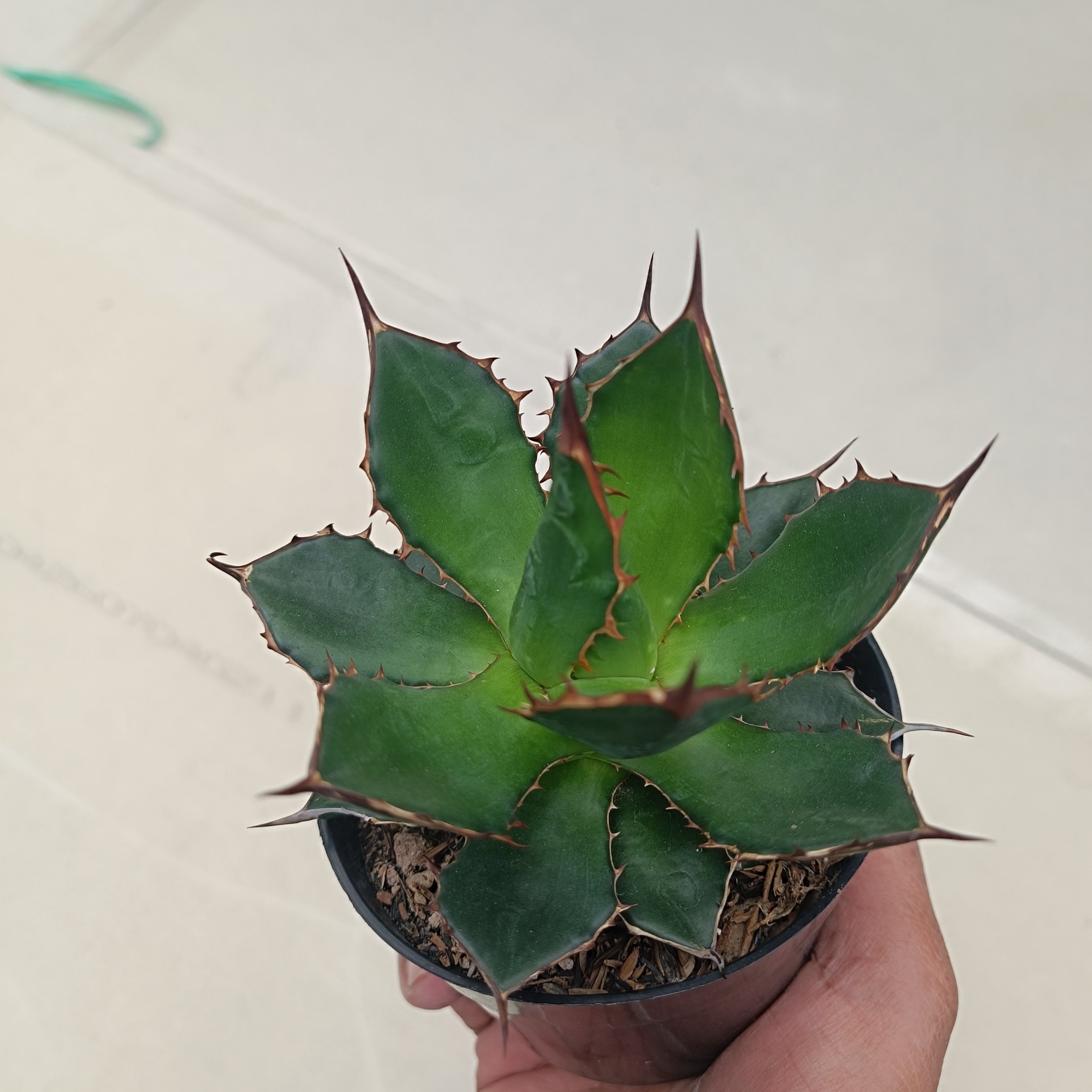2435. Agave Horida size 13 cm - Image 5