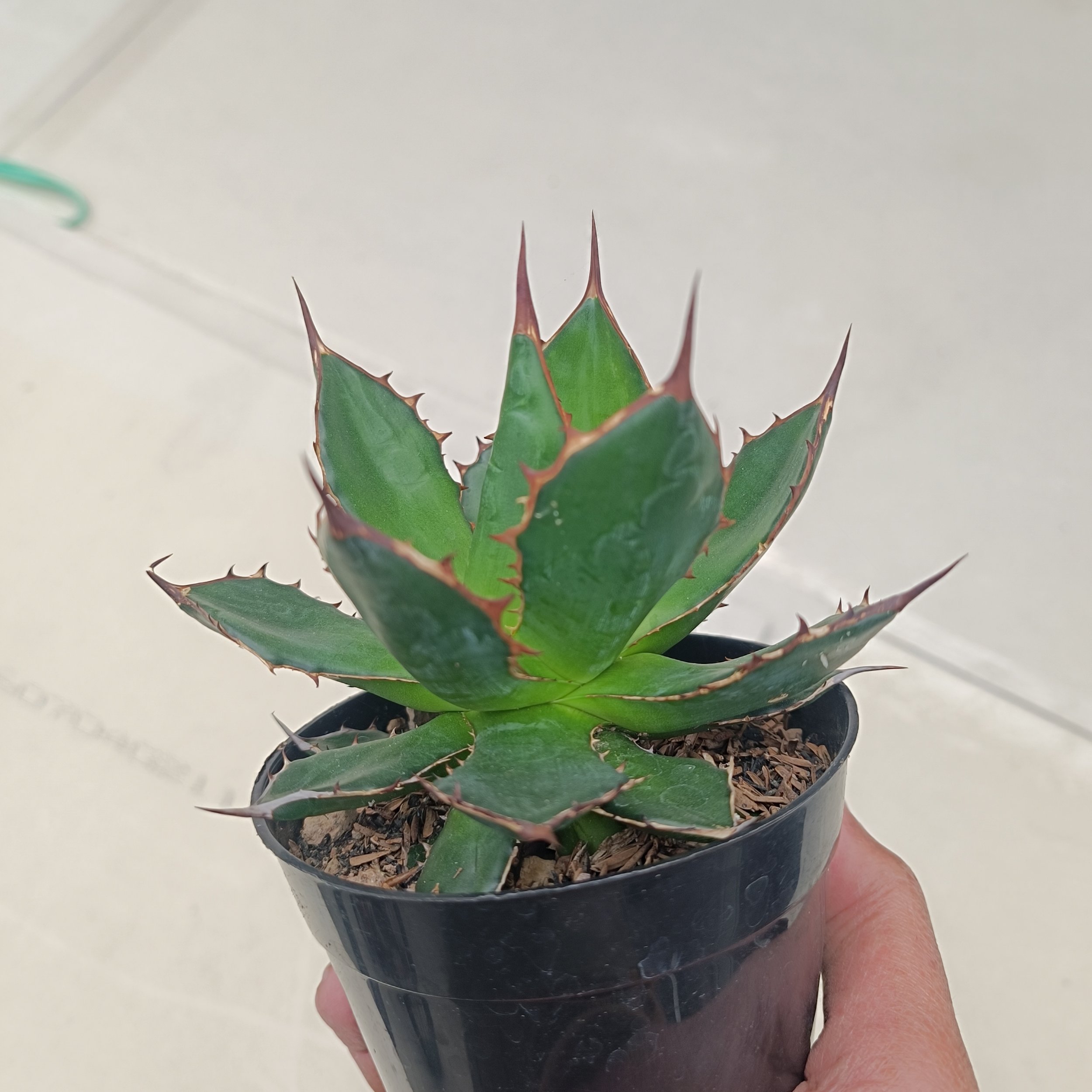 2435. Agave Horida size 13 cm - Image 6