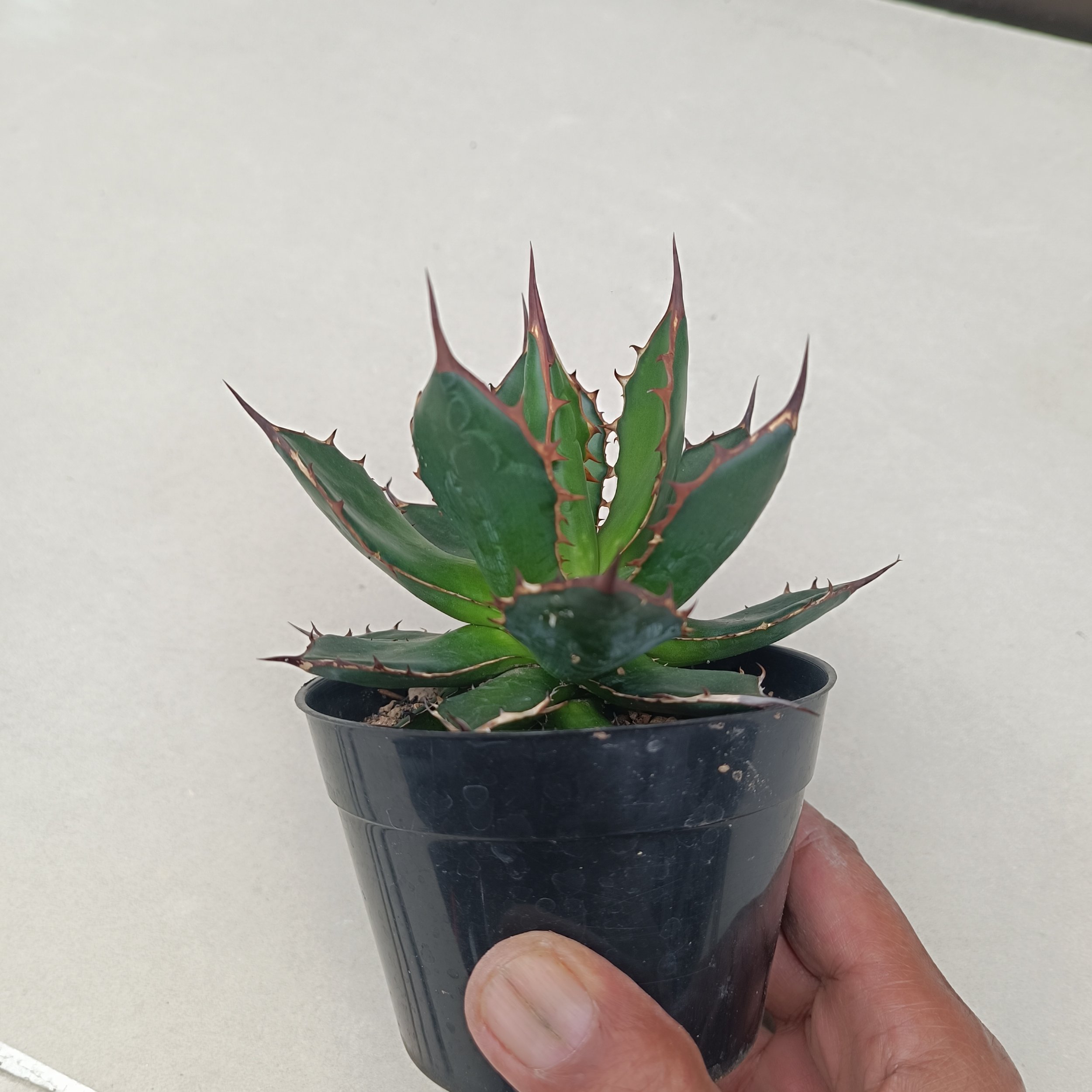 2435. Agave Horida size 13 cm - Image 7