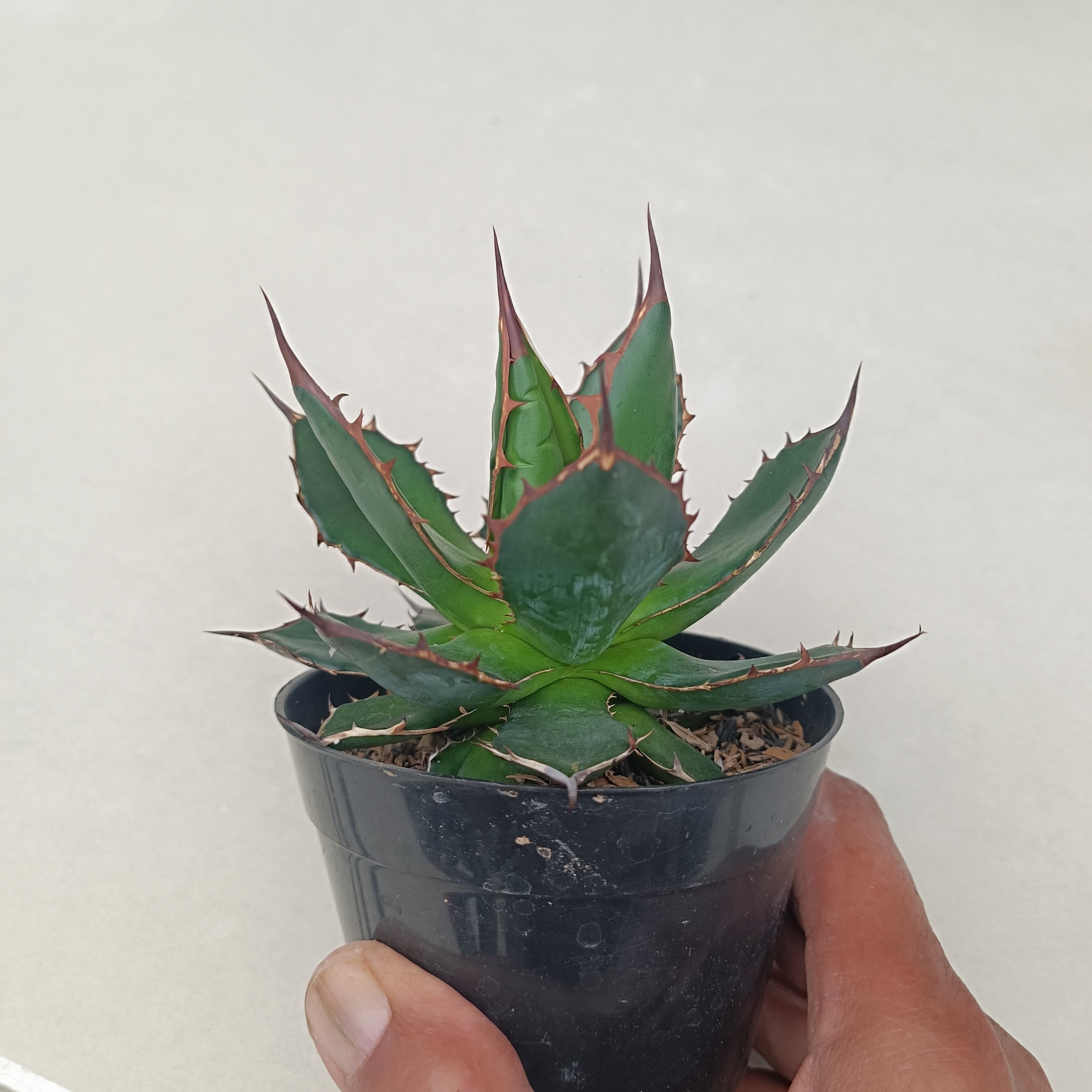 2435. Agave Horida size 13 cm - Image 8