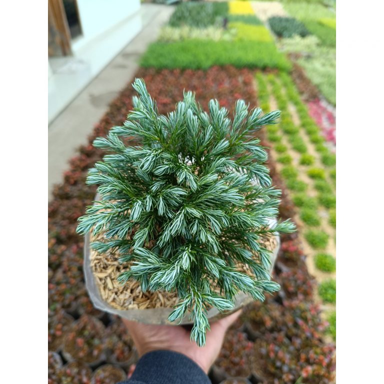 2372. Chamaecyparis Pisifera 5pcs