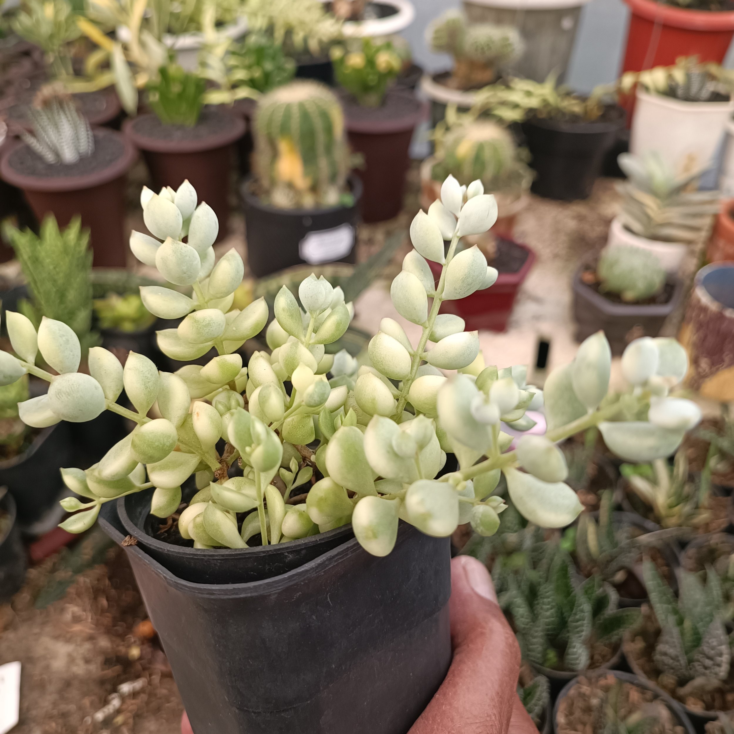 2377. Cotyledon Pendens Variegated - Image 2