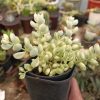 2377. Cotyledon Pendens Variegated