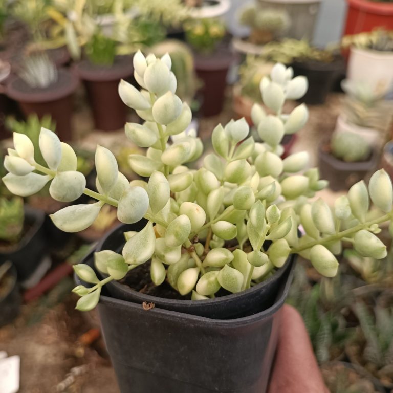 2377. Cotyledon Pendens Variegated