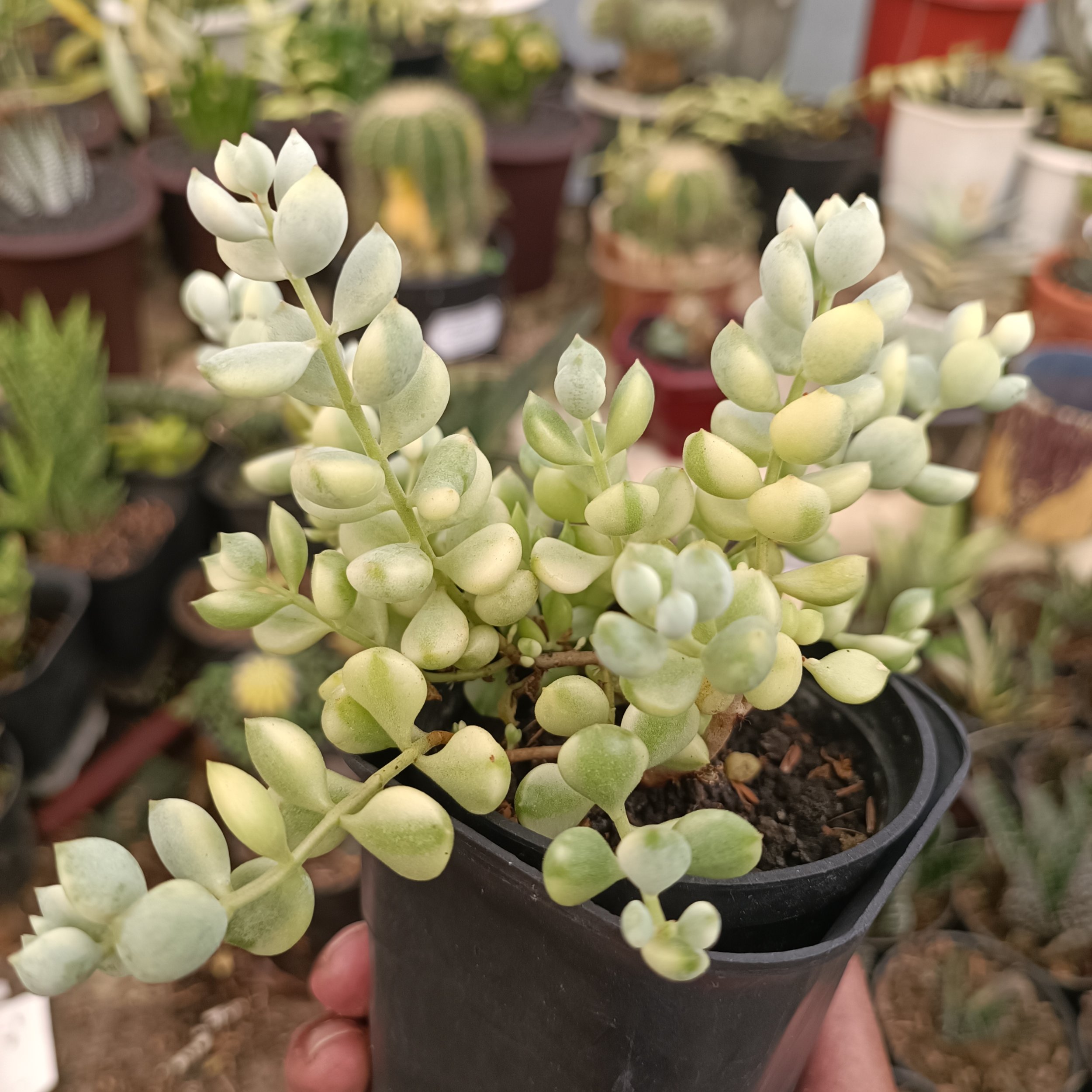 2377. Cotyledon Pendens Variegated - Image 3
